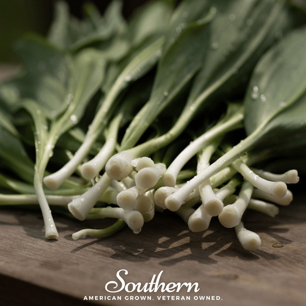 Wild Leek (Ramps) – 10 Seeds Southern Seeds