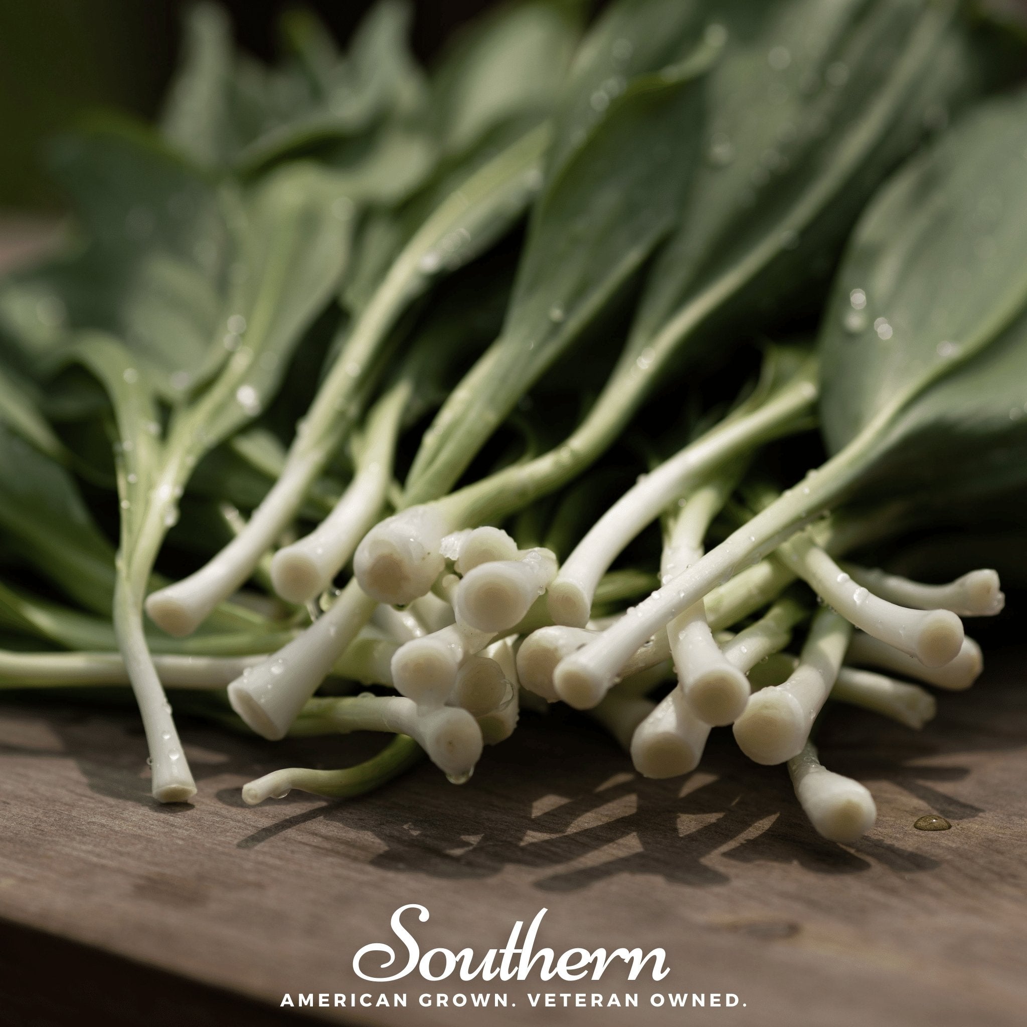 Wild Leek (Ramps) – 10 Seeds Southern Seeds