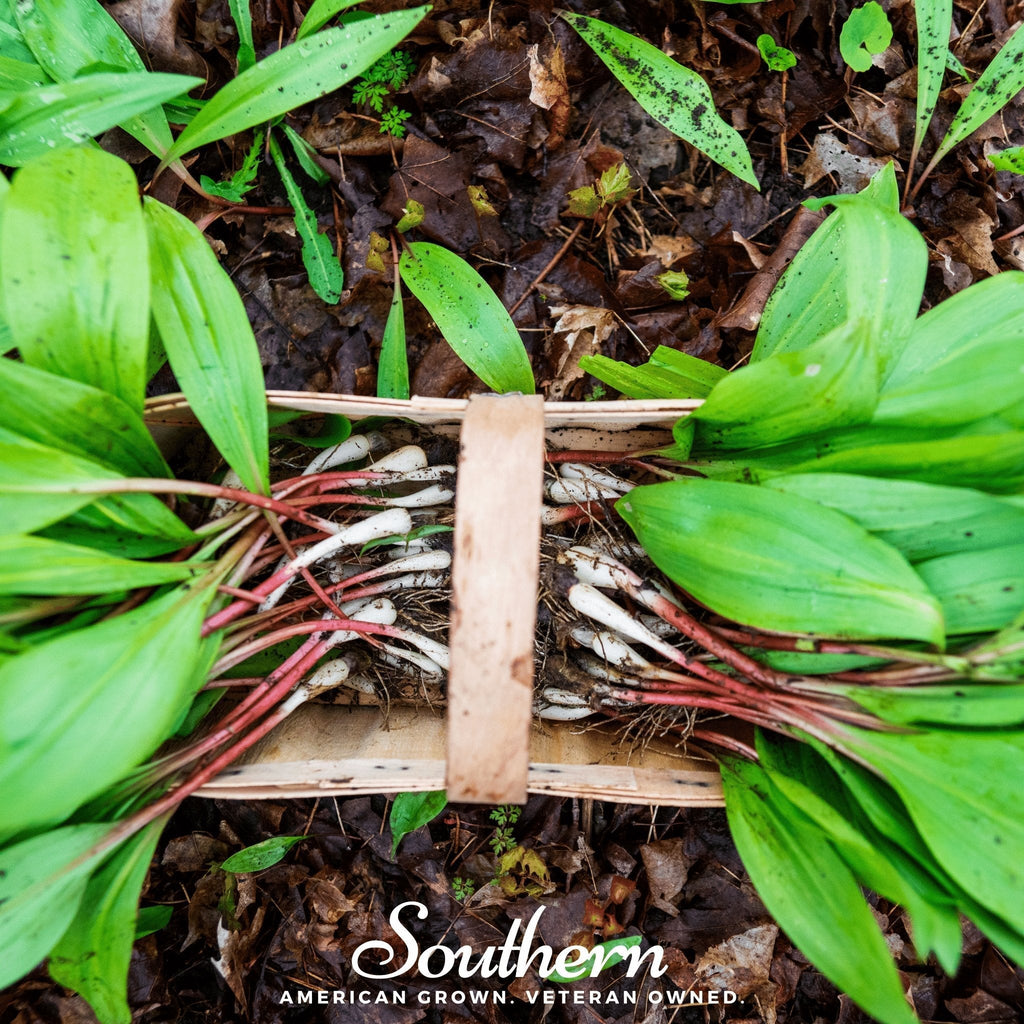 Wild Leek (Ramps) – 10 Seeds Southern Seeds