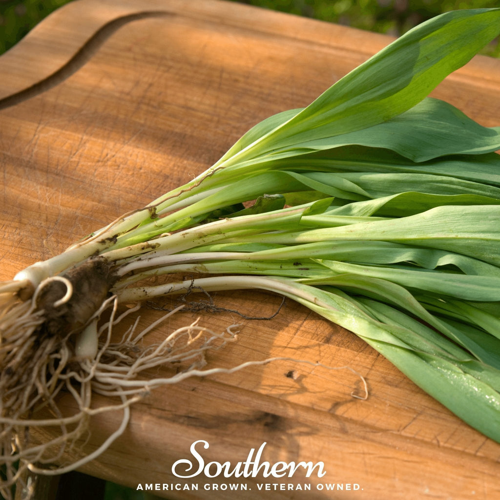 Wild Leek (Ramps) – 10 Seeds Southern Seeds