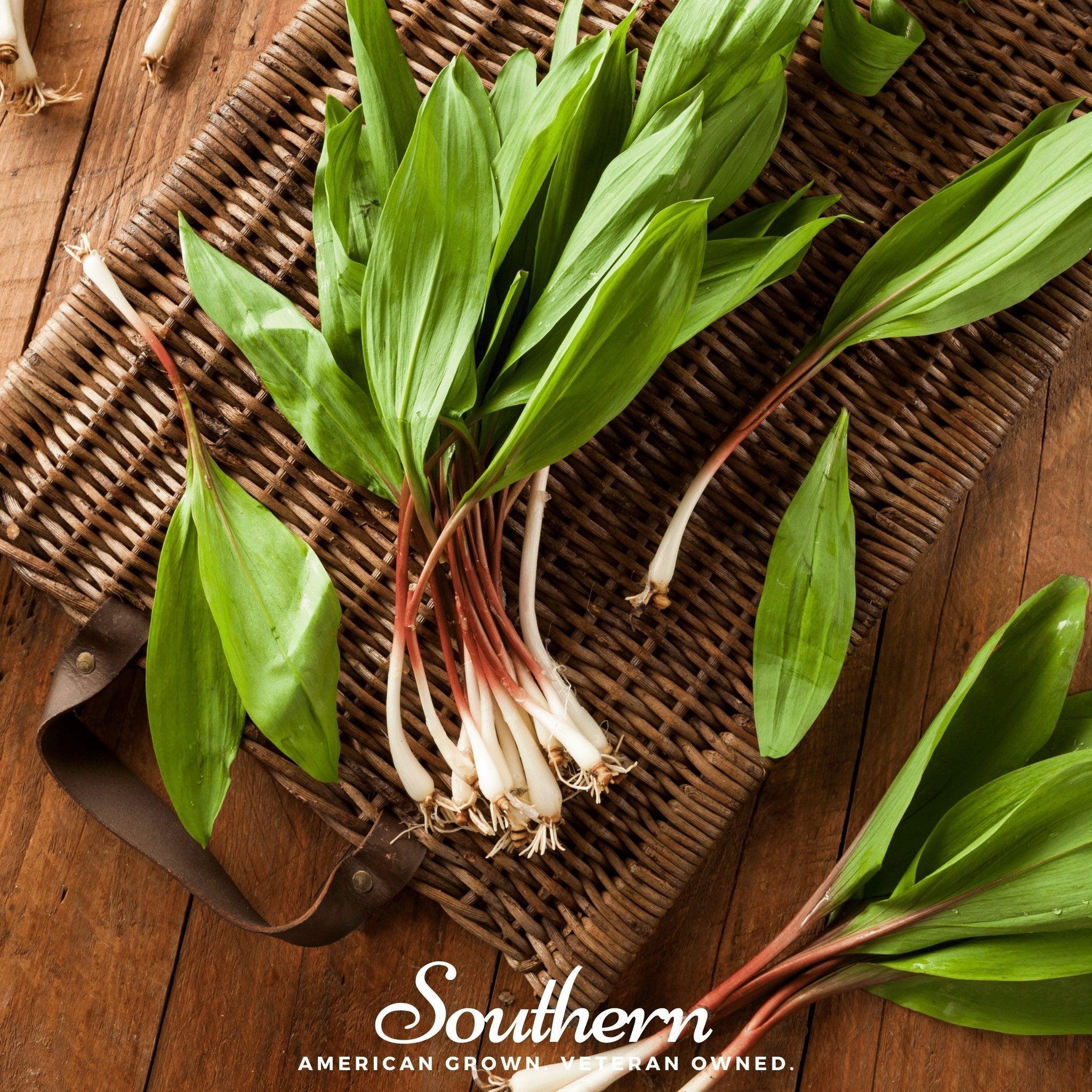 Wild Leek (Ramps) – 10 Seeds Southern Seeds
