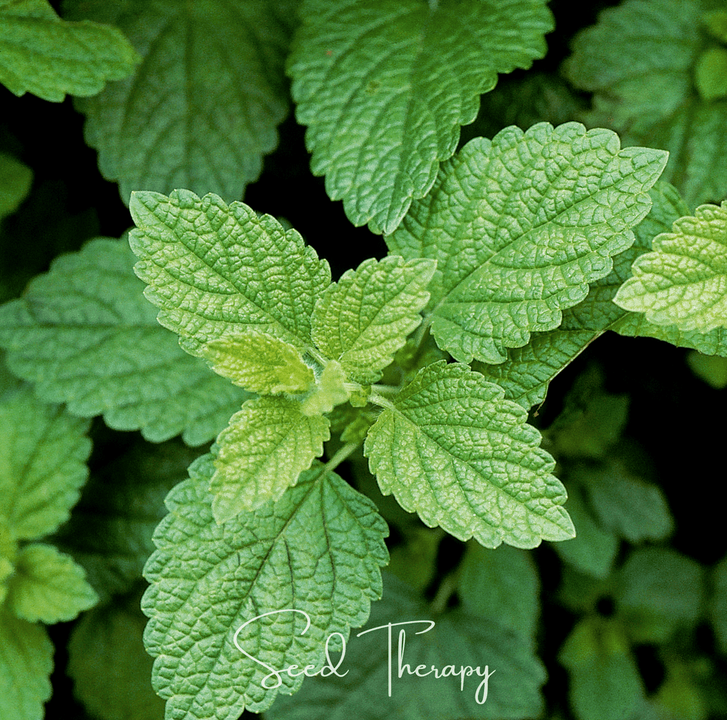 Lemon Balm – 100 Seeds Southern Seeds
