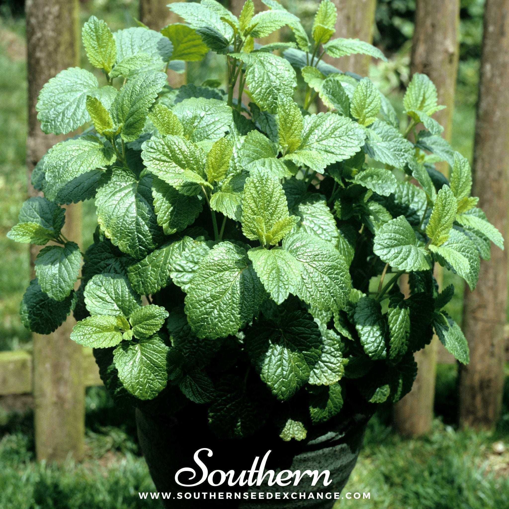 Lemon Balm – 100 Seeds Southern Seeds