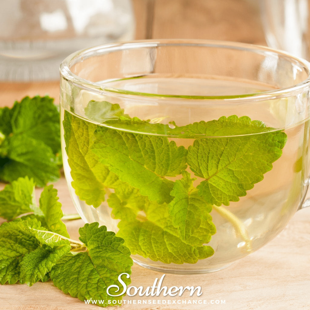 Lemon Balm – 100 Seeds Southern Seeds