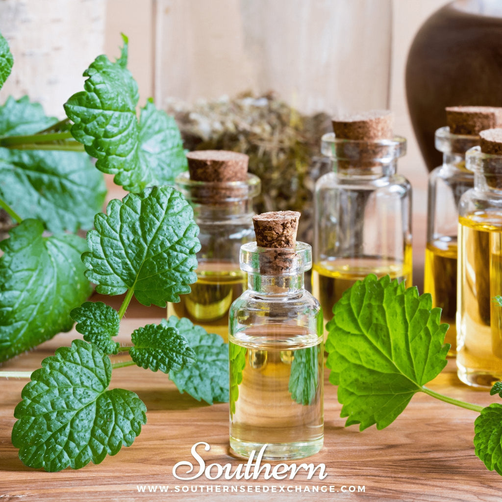 Lemon Balm – 100 Seeds Southern Seeds
