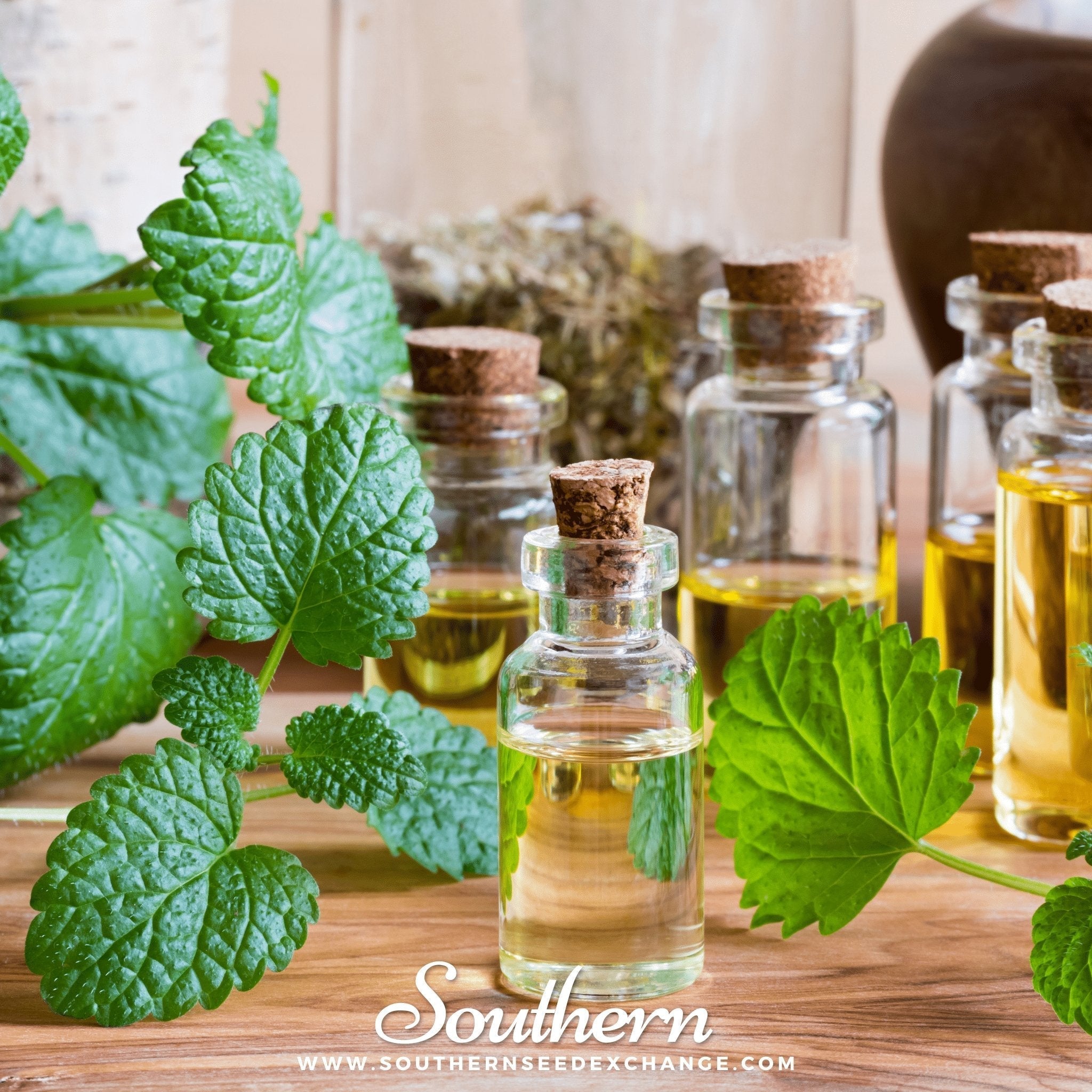 Lemon Balm – 100 Seeds Southern Seeds