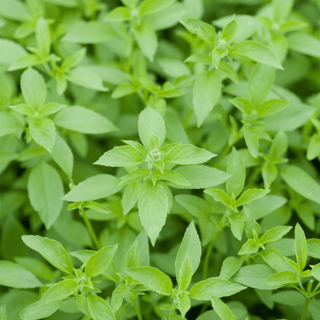 Lemon Basil – 250 Seeds Southern Seeds