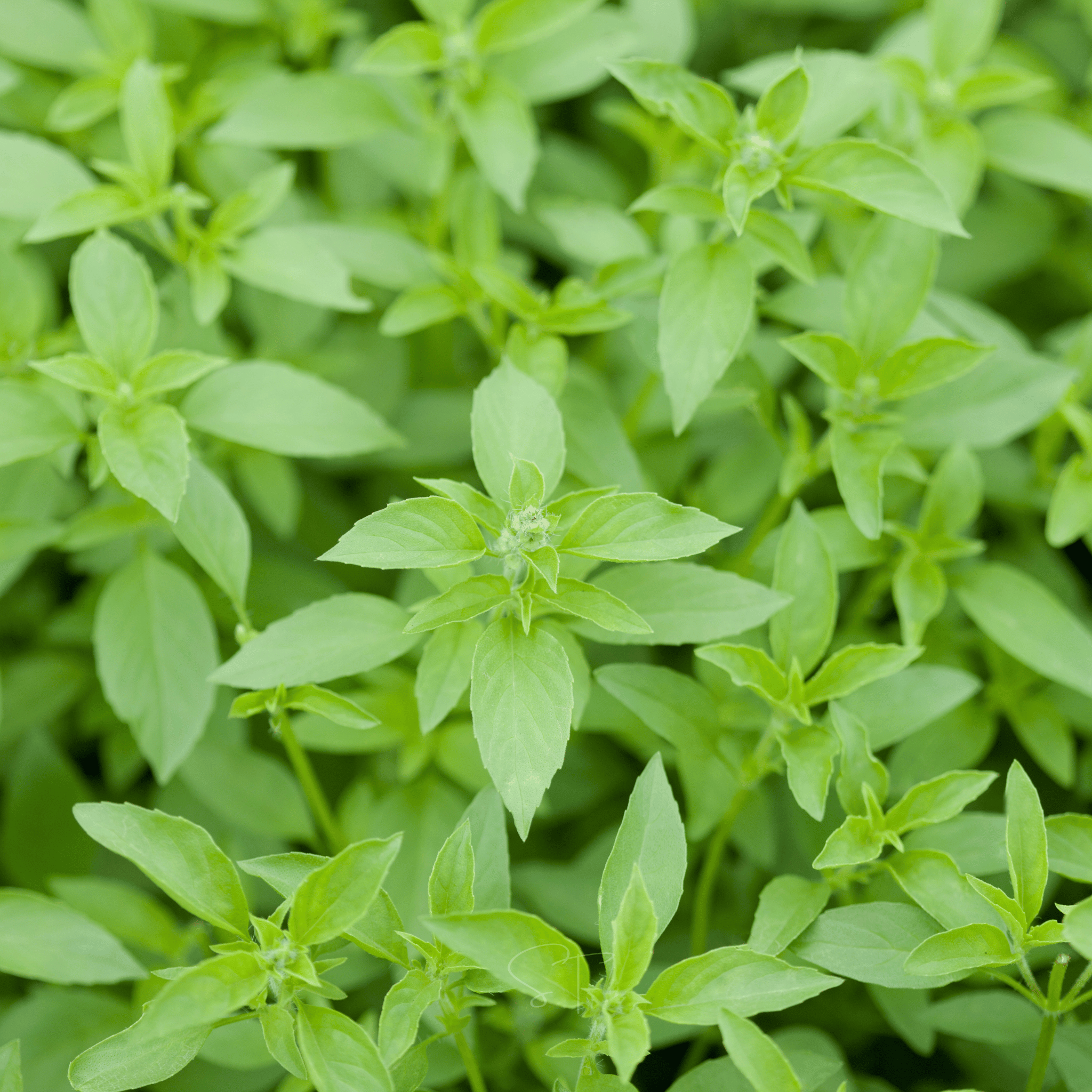 Lemon Basil – 250 Seeds Southern Seeds