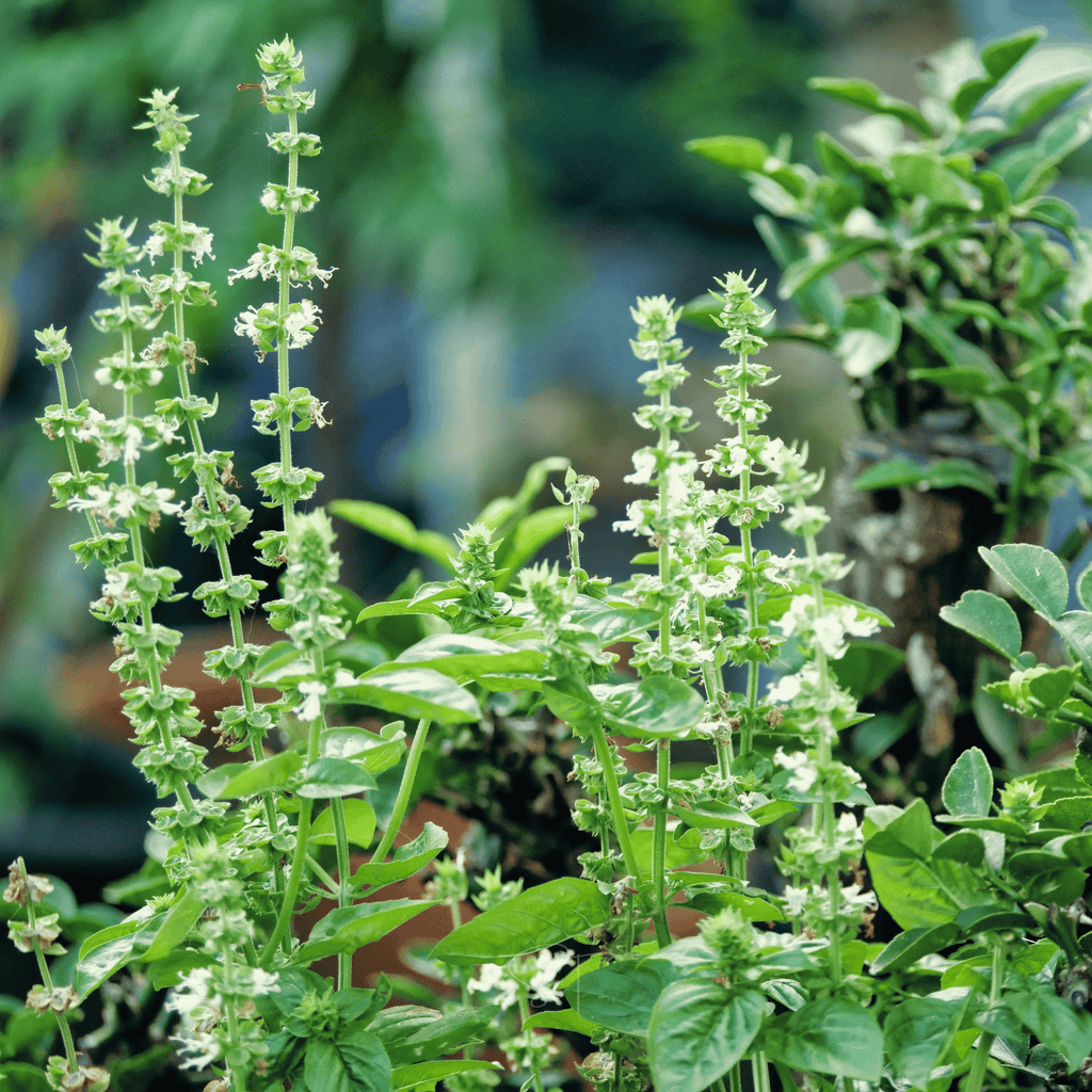 Lemon Basil – 250 Seeds Southern Seeds