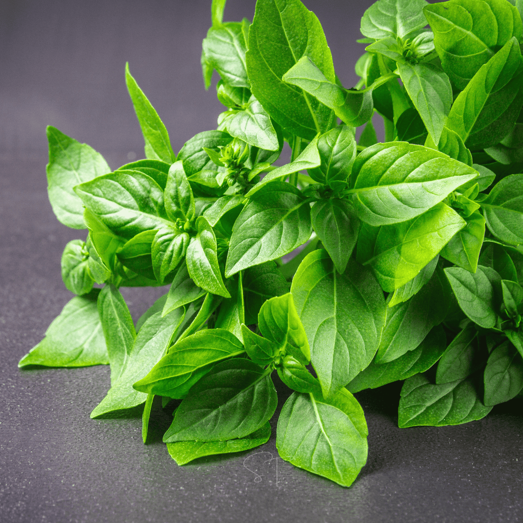 Lemon Basil – 250 Seeds Southern Seeds