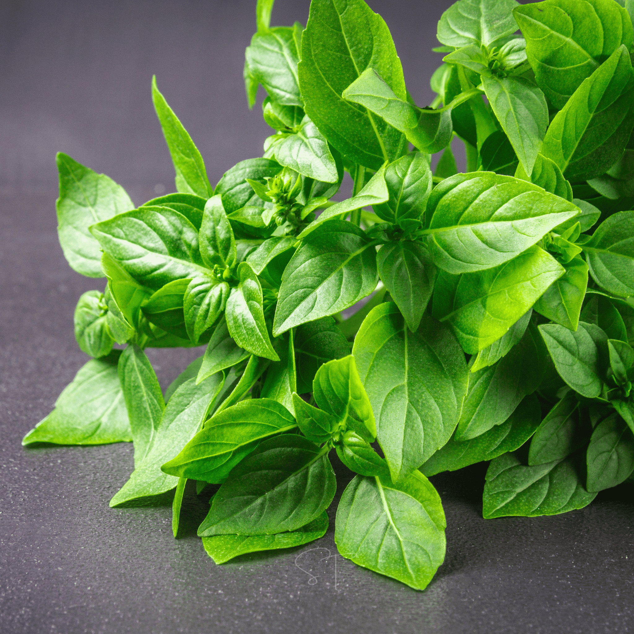 Lemon Basil – 250 Seeds Southern Seeds