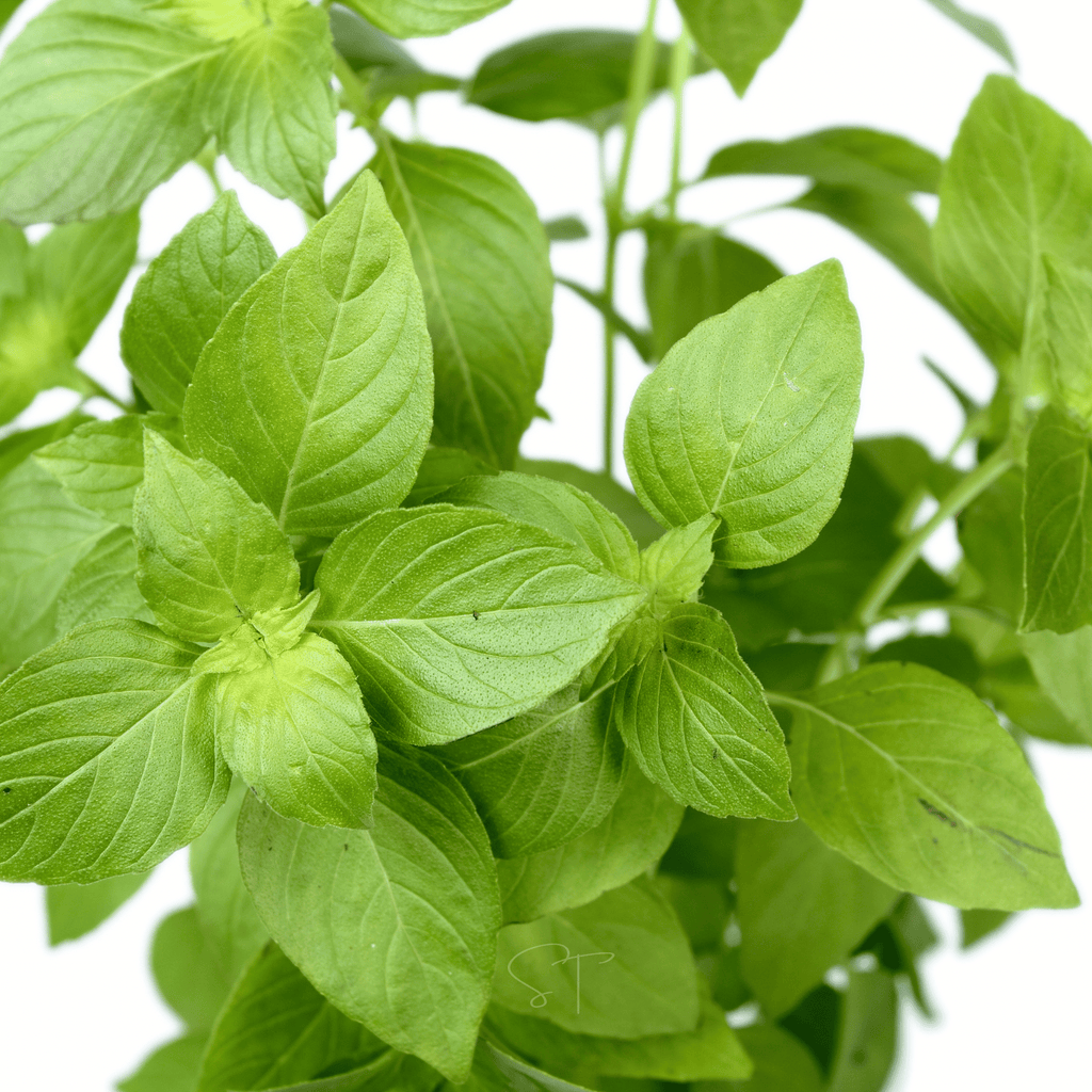 Lemon Basil – 250 Seeds Southern Seeds