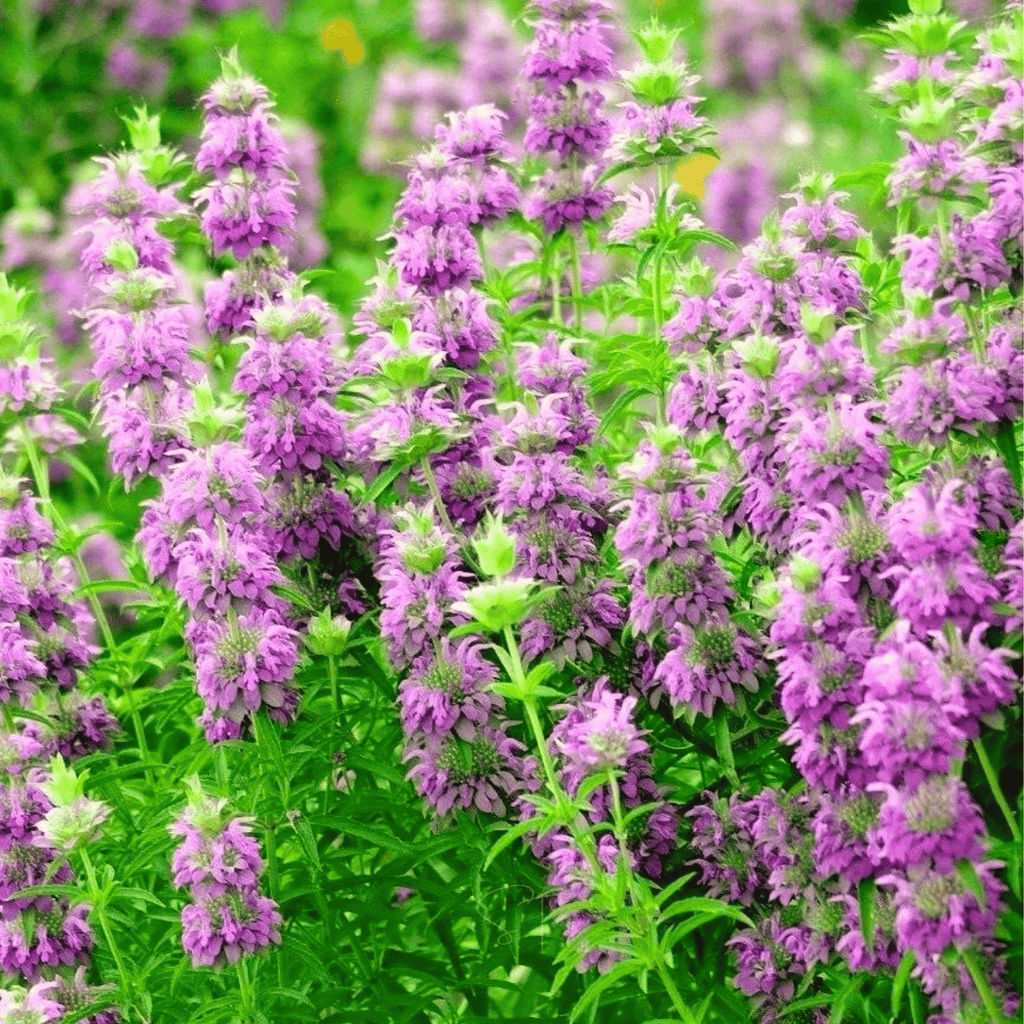 Lemon Bee Balm (Lemon Mint) – 100 Seeds Southern Seeds