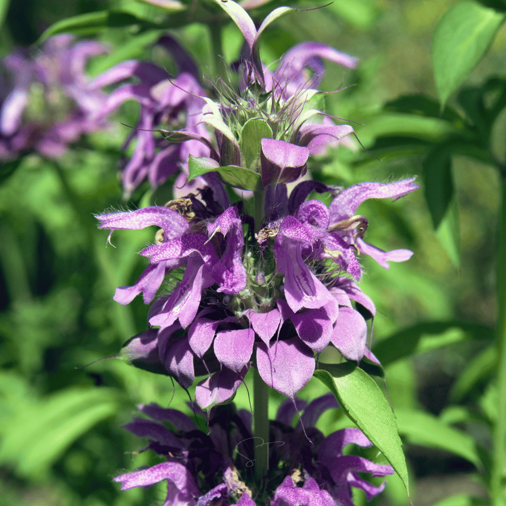 Lemon Bee Balm (Lemon Mint) – 100 Seeds Southern Seeds