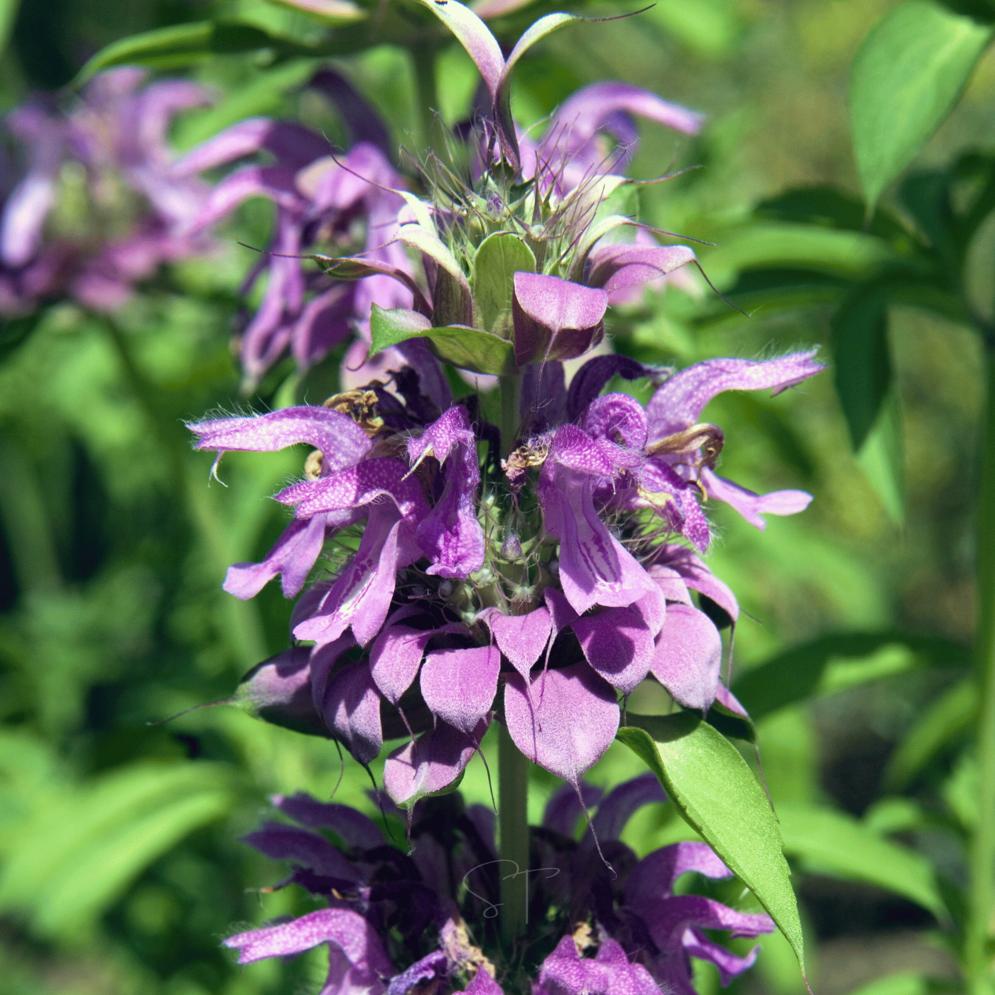 Lemon Bee Balm (Lemon Mint) – 100 Seeds Southern Seeds