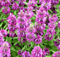 Lemon Bee Balm (Lemon Mint) – 100 Seeds Southern Seeds