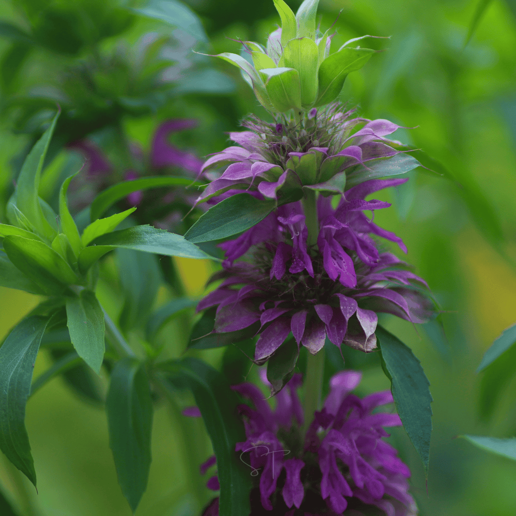 Lemon Bee Balm (Lemon Mint) – 100 Seeds Southern Seeds