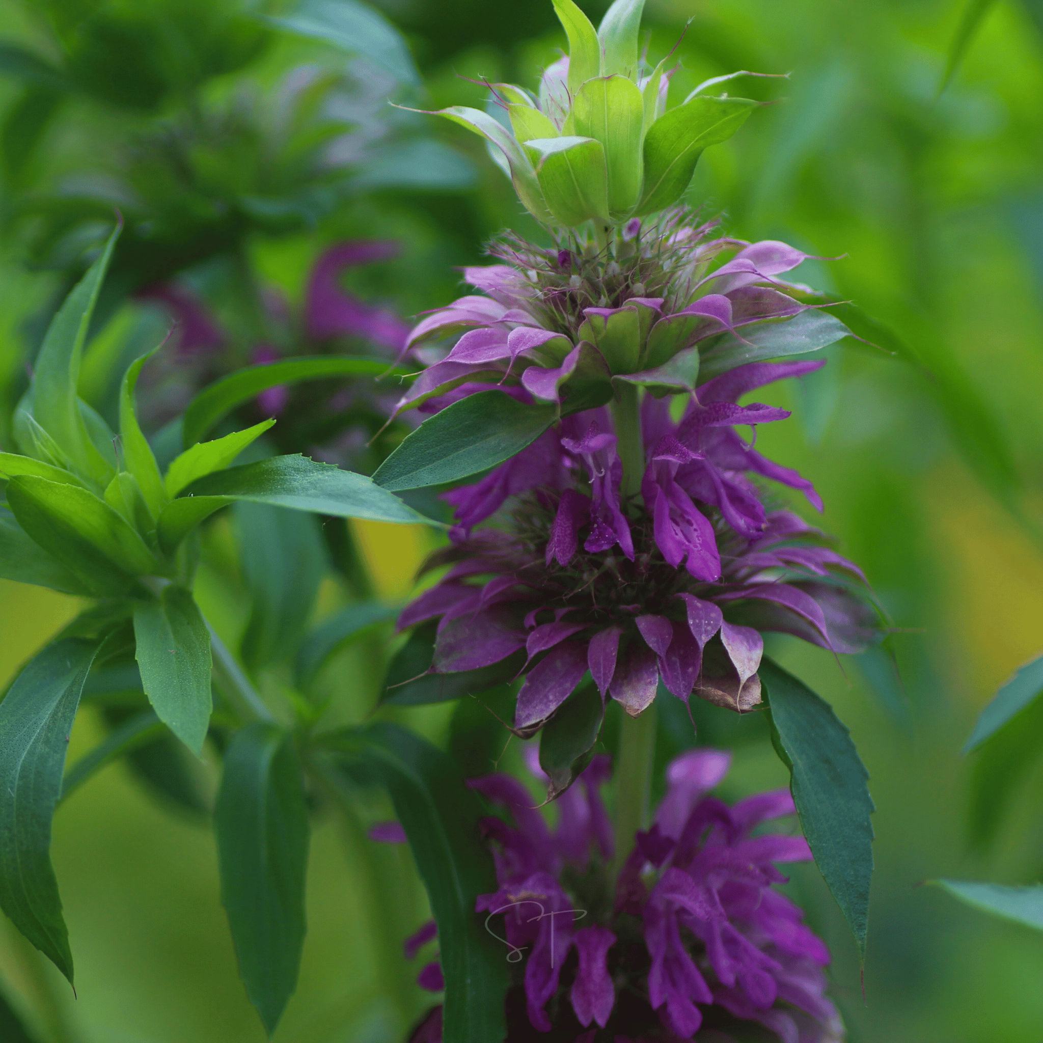 Lemon Bee Balm (Lemon Mint) – 100 Seeds Southern Seeds