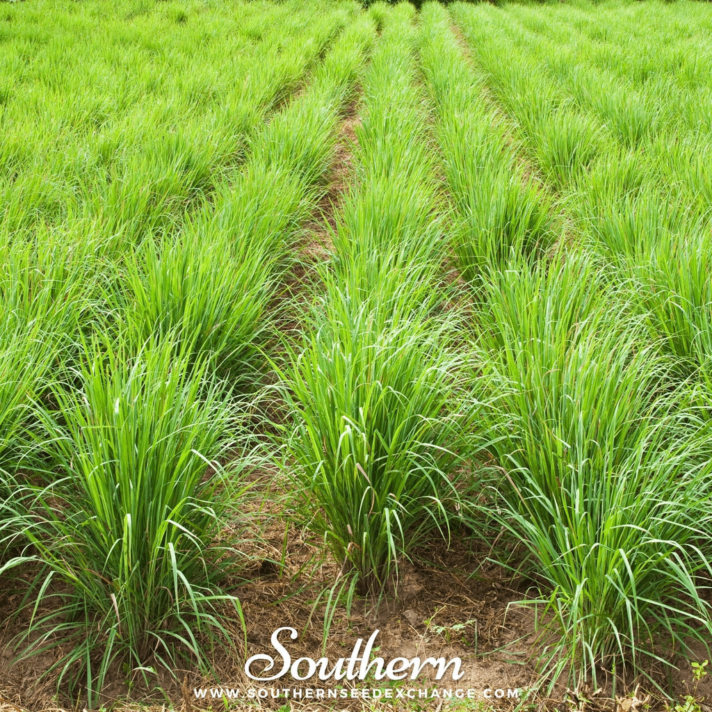 Lemon Grass – 100 Seeds Southern Seeds