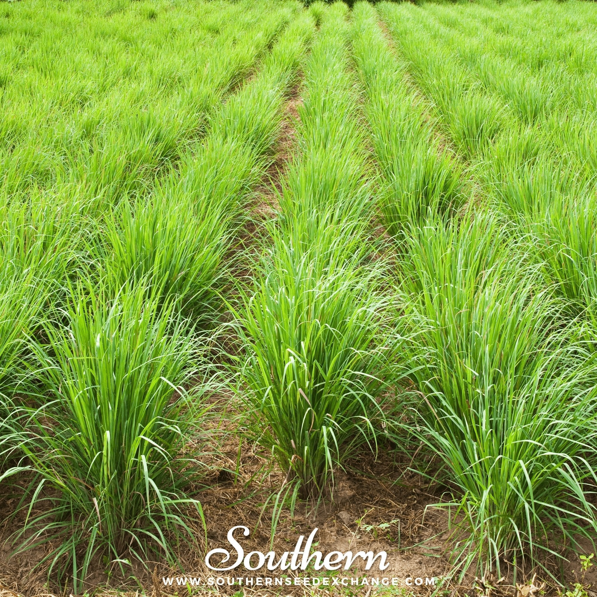 Lemon Grass – 100 Seeds Southern Seeds