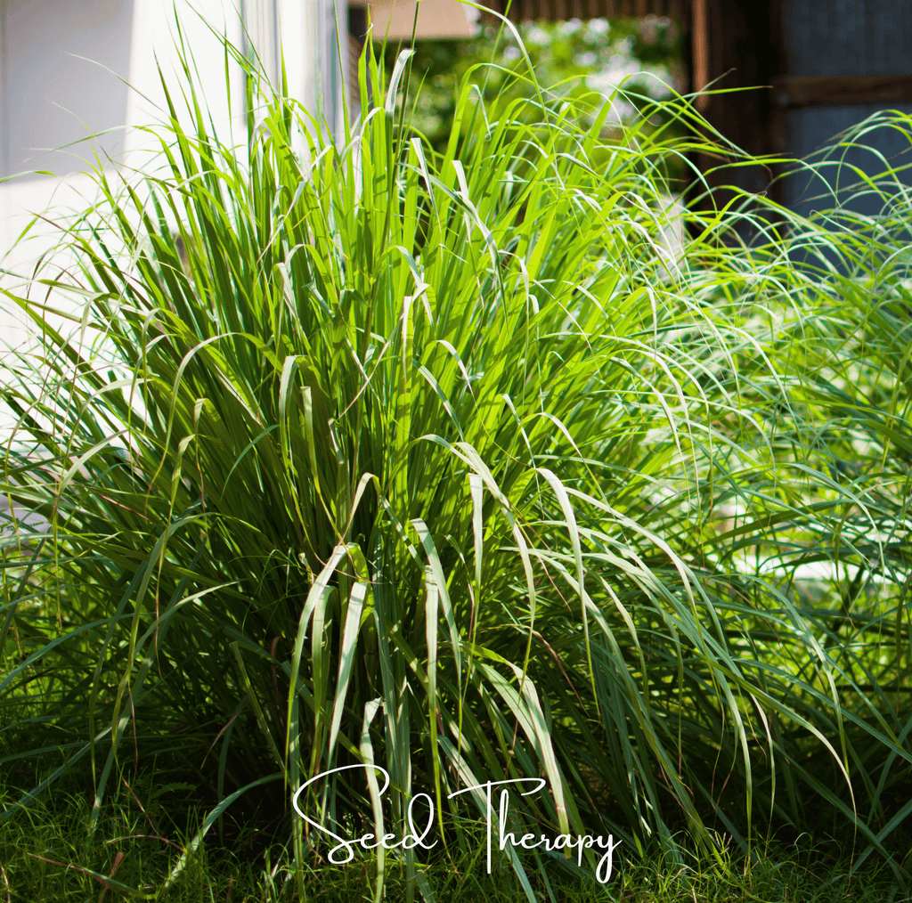Lemon Grass – 100 Seeds Southern Seeds