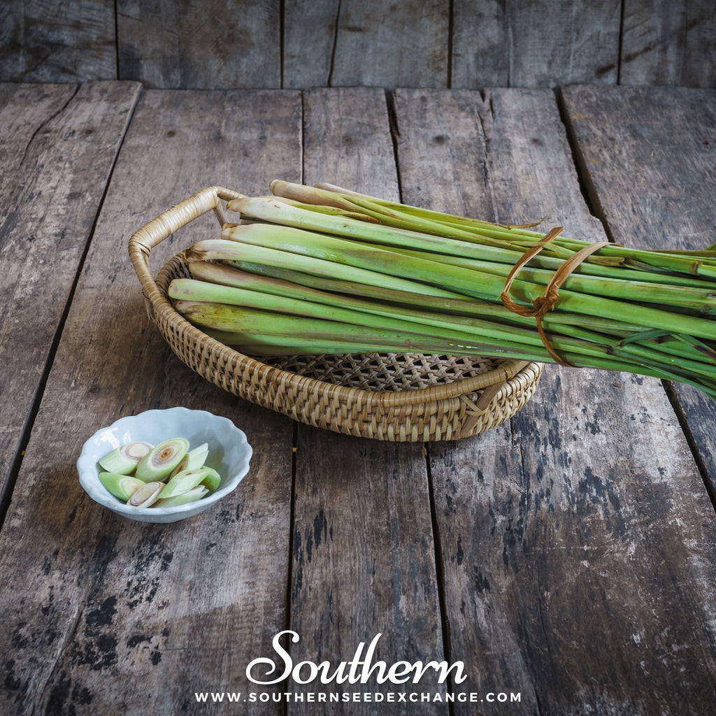Lemon Grass – 100 Seeds Southern Seeds