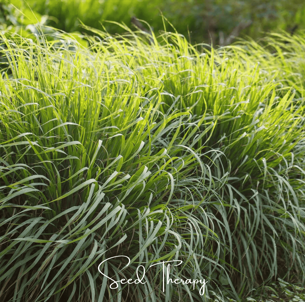 Lemon Grass – 100 Seeds Southern Seeds