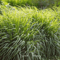 Lemon Grass – 100 Seeds Southern Seeds