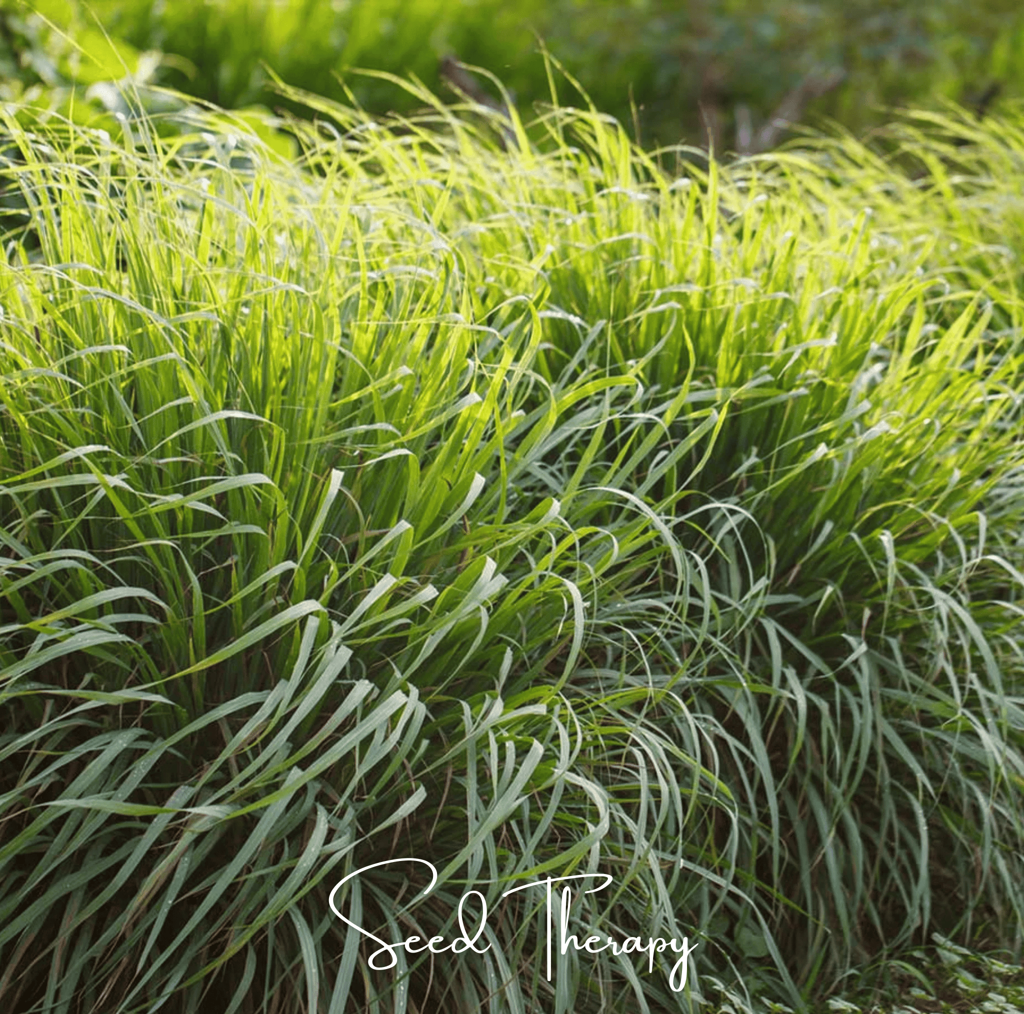 Lemon Grass – 100 Seeds Southern Seeds