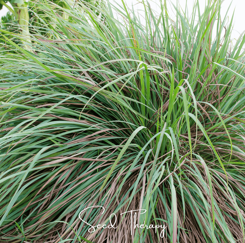 Lemon Grass – 100 Seeds Southern Seeds