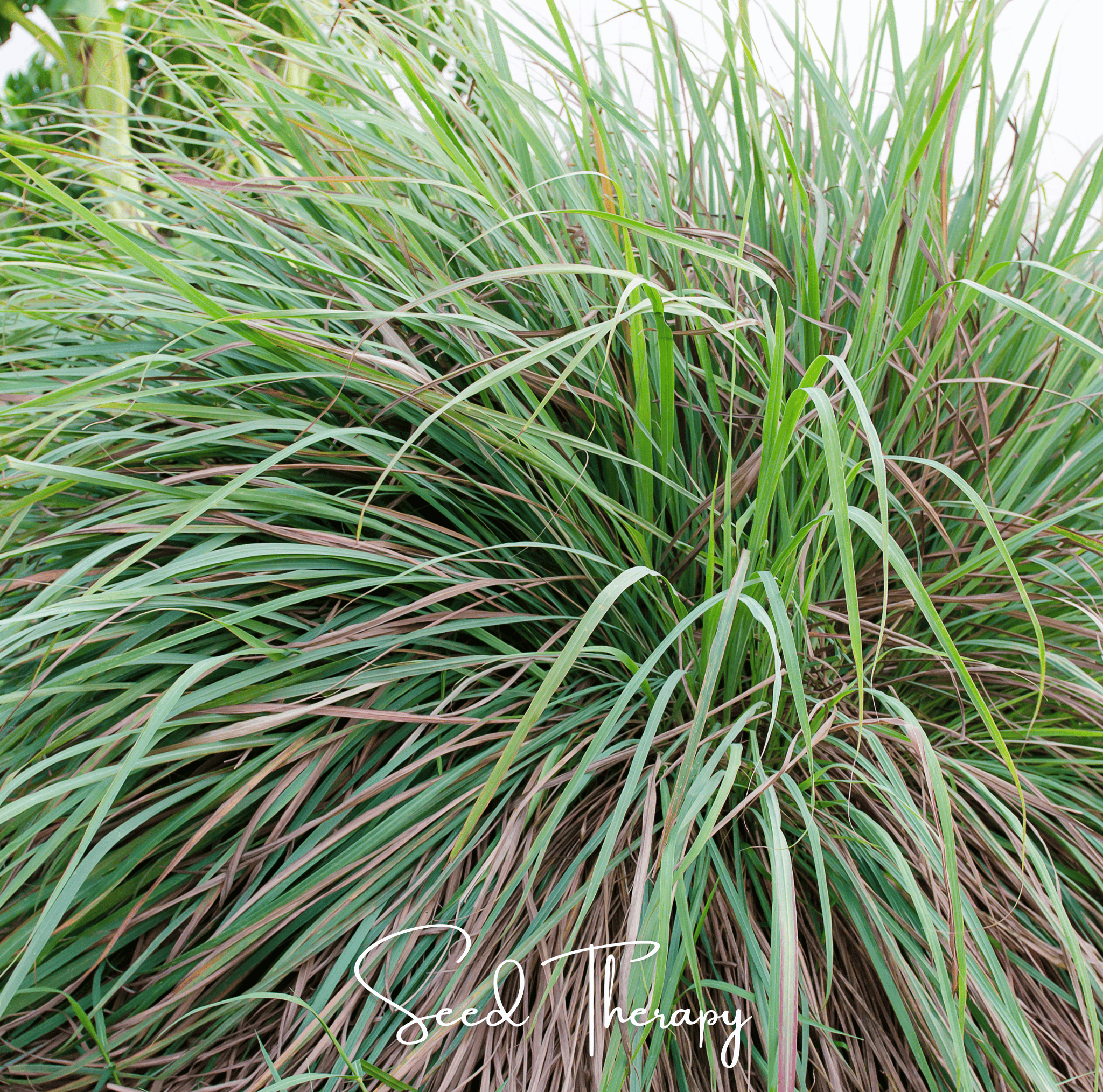 Lemon Grass – 100 Seeds Southern Seeds