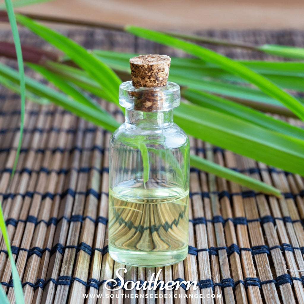 Lemon Grass – 100 Seeds Southern Seeds