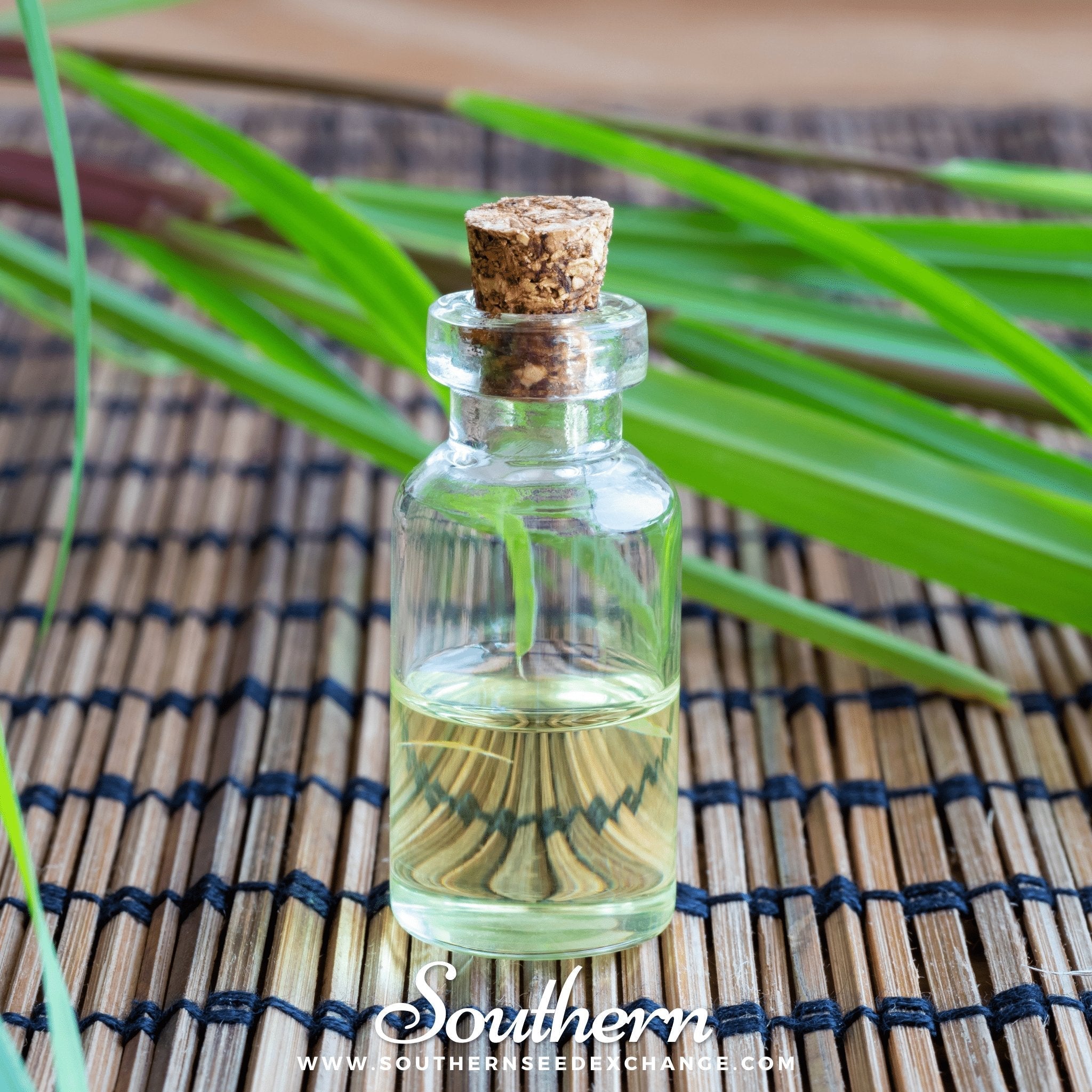 Lemon Grass – 100 Seeds Southern Seeds
