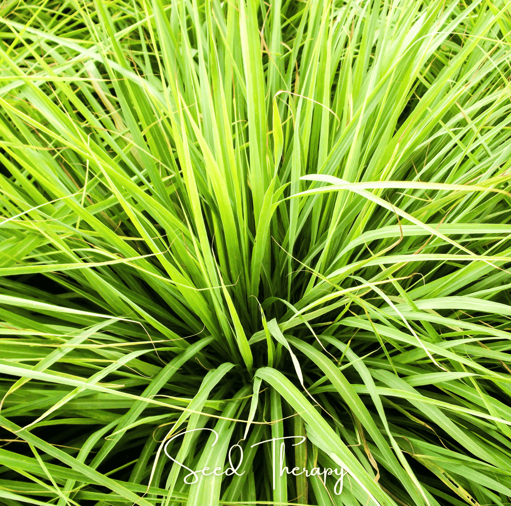 Lemon Grass – 100 Seeds Southern Seeds