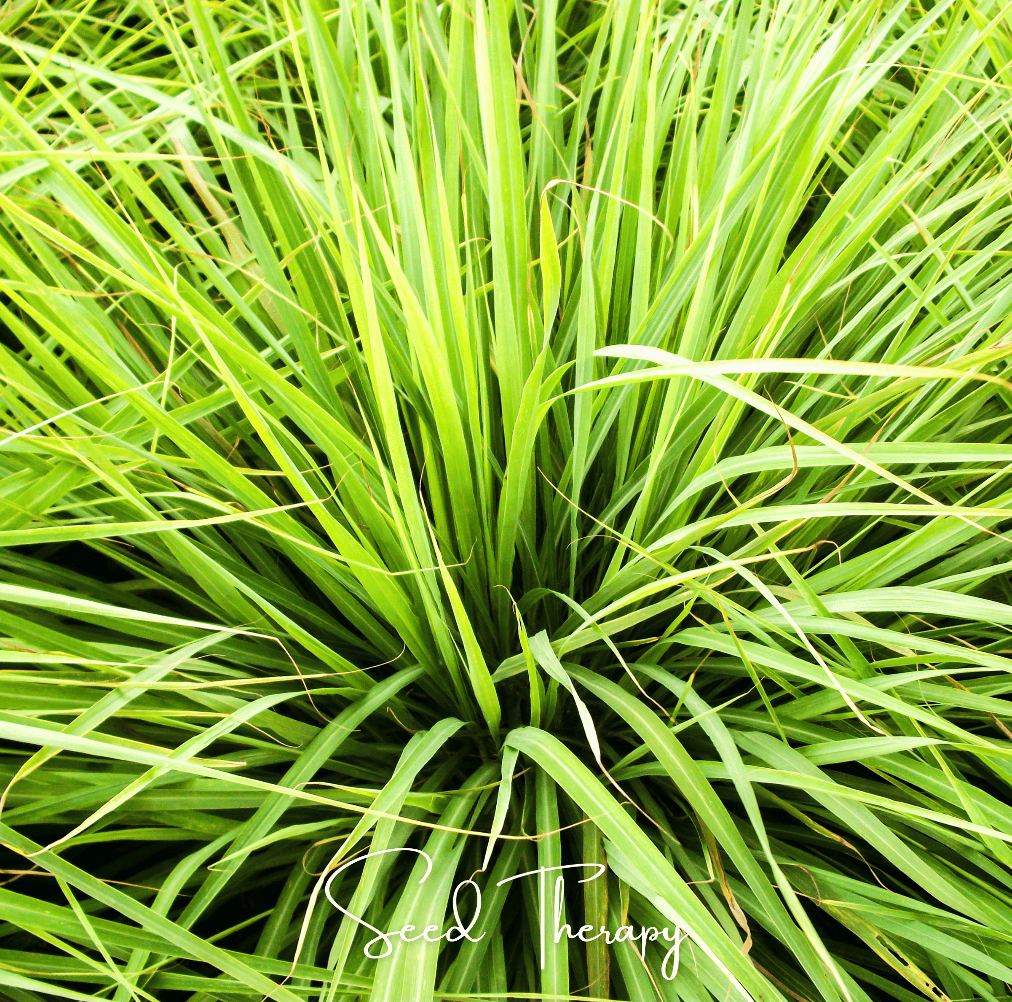 Lemon Grass – 100 Seeds Southern Seeds