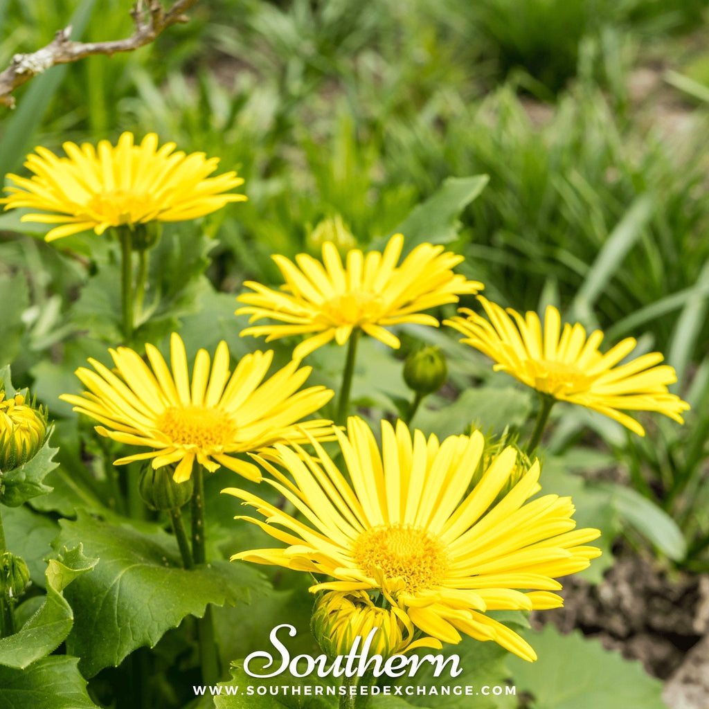 Leopard’s Bane – 50 Seeds Southern Seeds