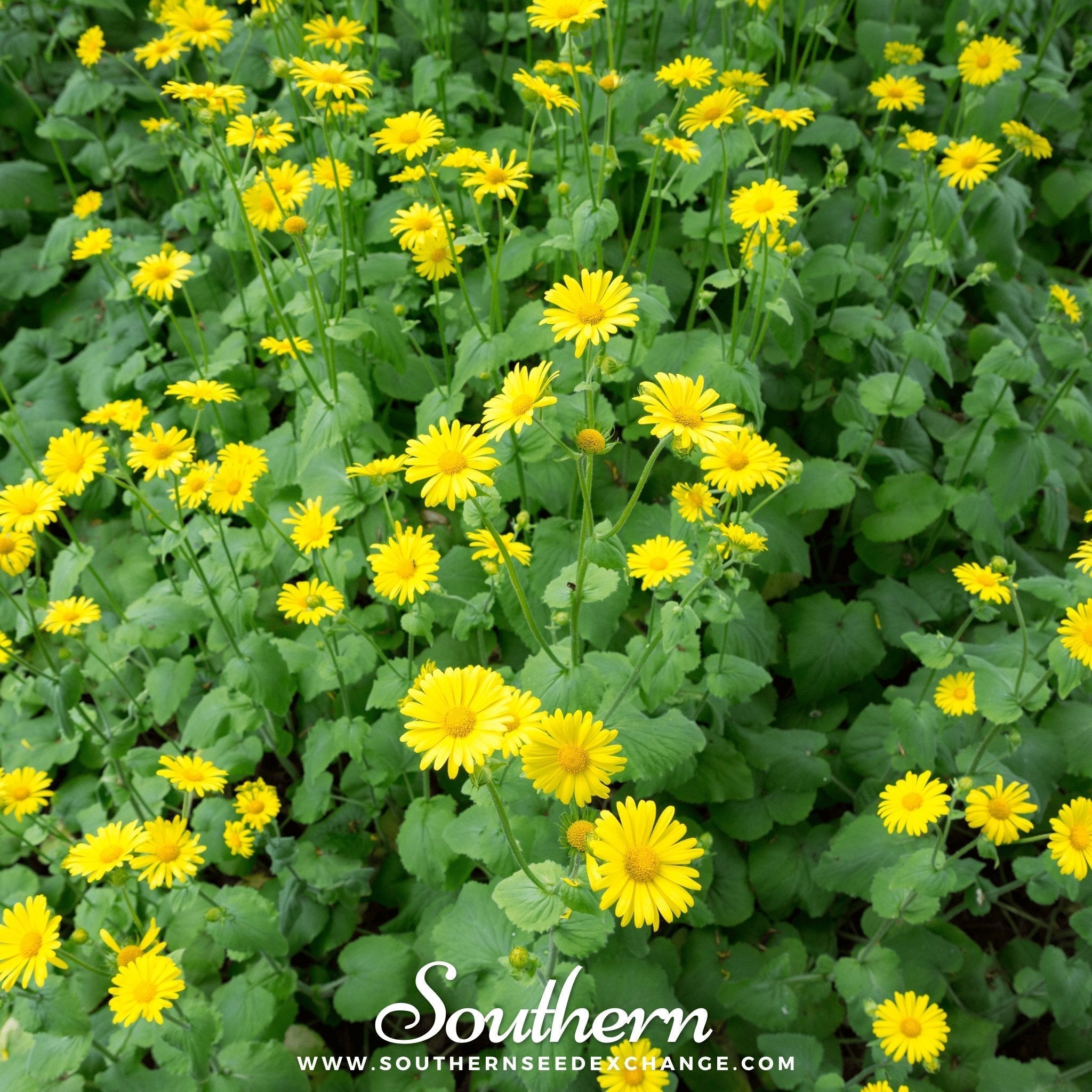 Leopard’s Bane – 50 Seeds Southern Seeds