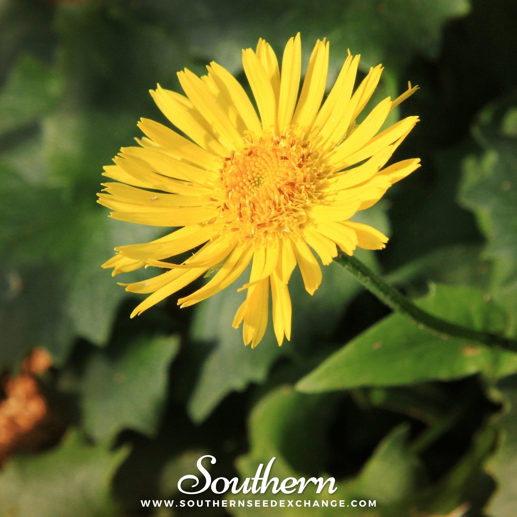 Leopard’s Bane – 50 Seeds Southern Seeds