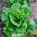 Bibb Summer Lettuce – 500 Seeds Southern Seeds