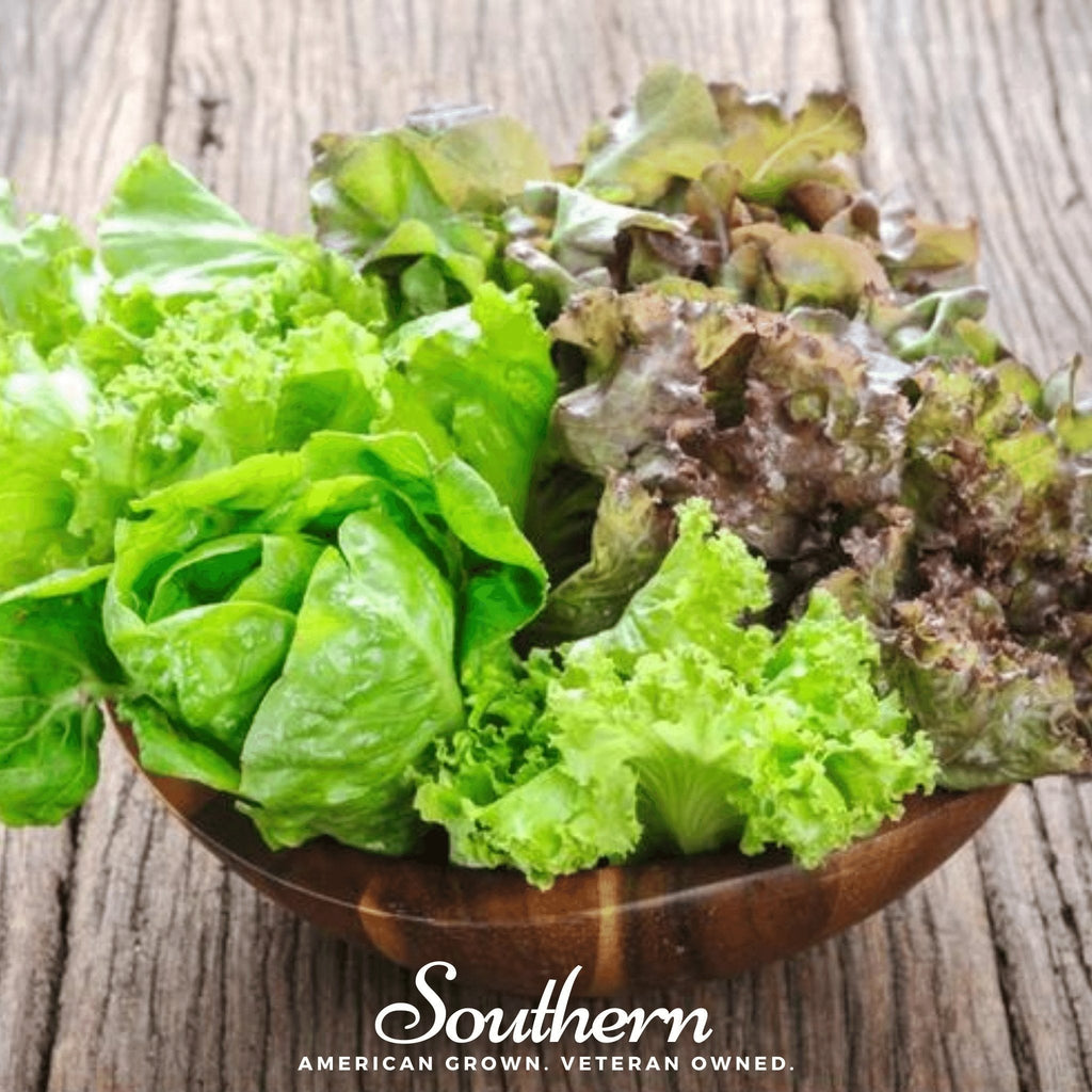 Bibb Summer Lettuce – 500 Seeds Southern Seeds