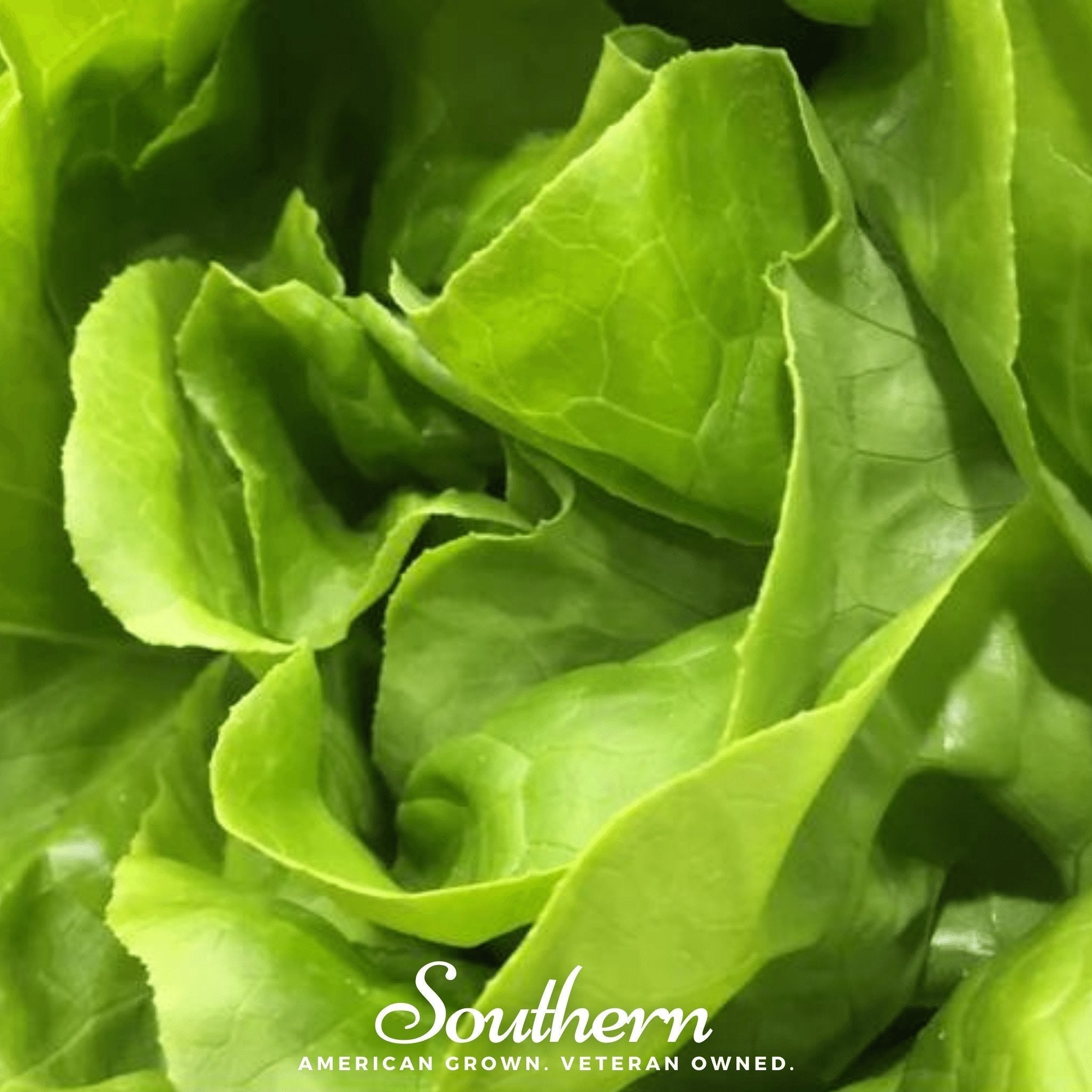 Bibb Summer Lettuce – 500 Seeds Southern Seeds
