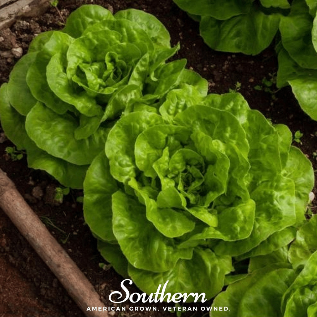 Bibb Summer Lettuce – 500 Seeds Southern Seeds
