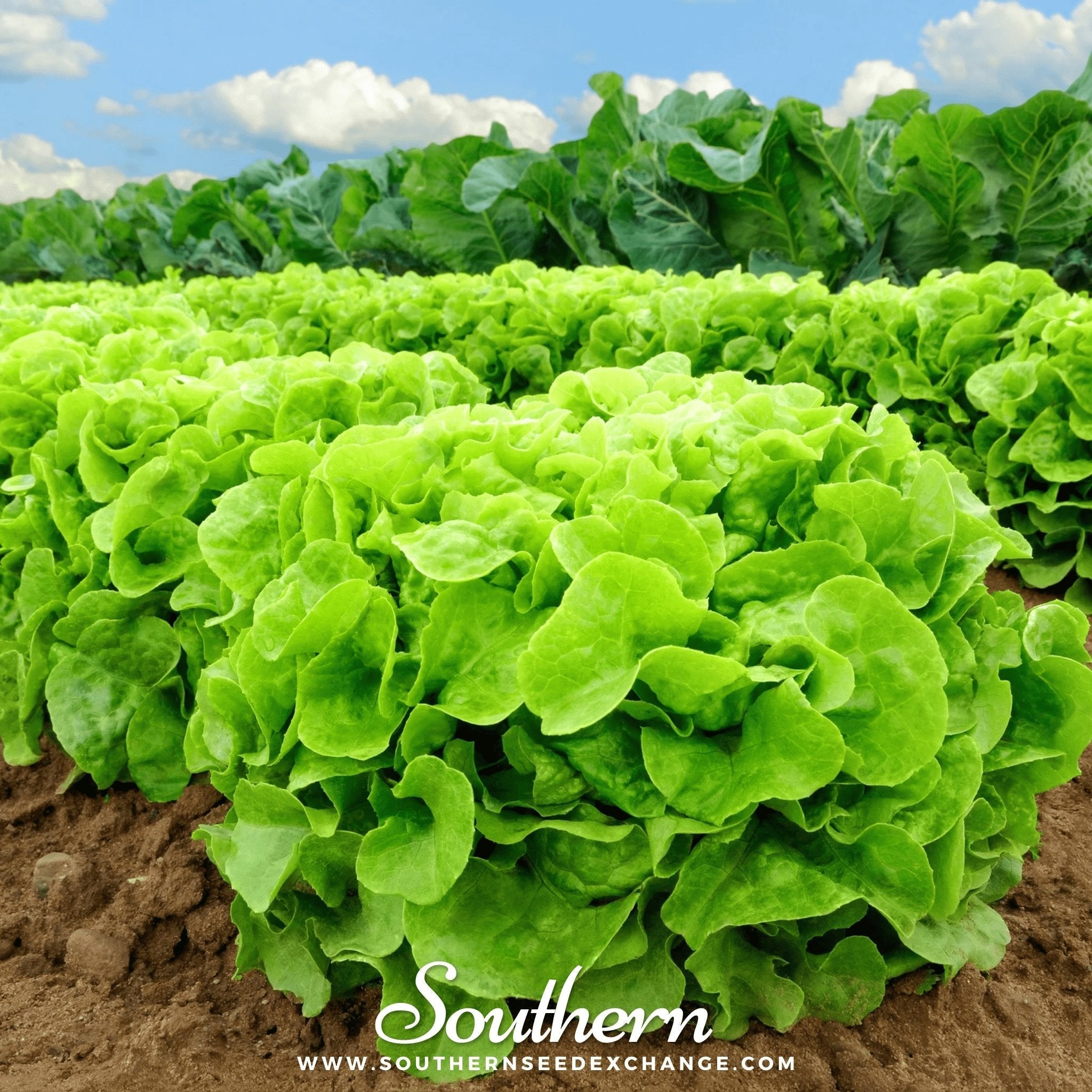 Buttercrunch Lettuce – 500 Seeds Southern Seeds