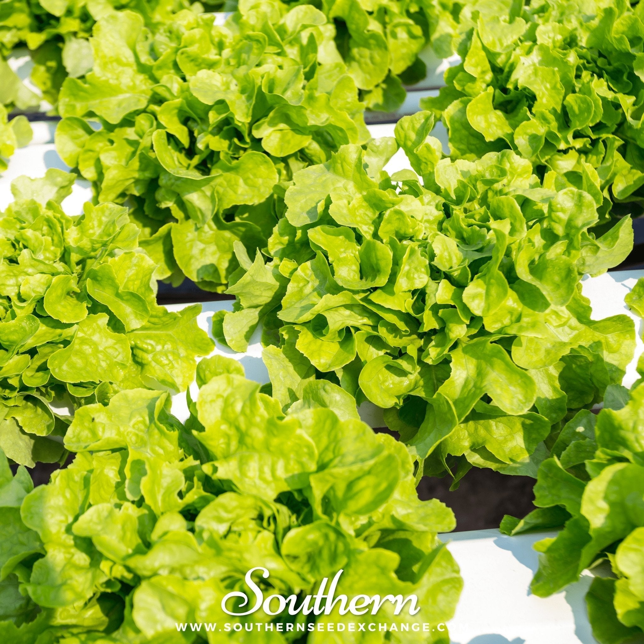Buttercrunch Lettuce – 500 Seeds Southern Seeds