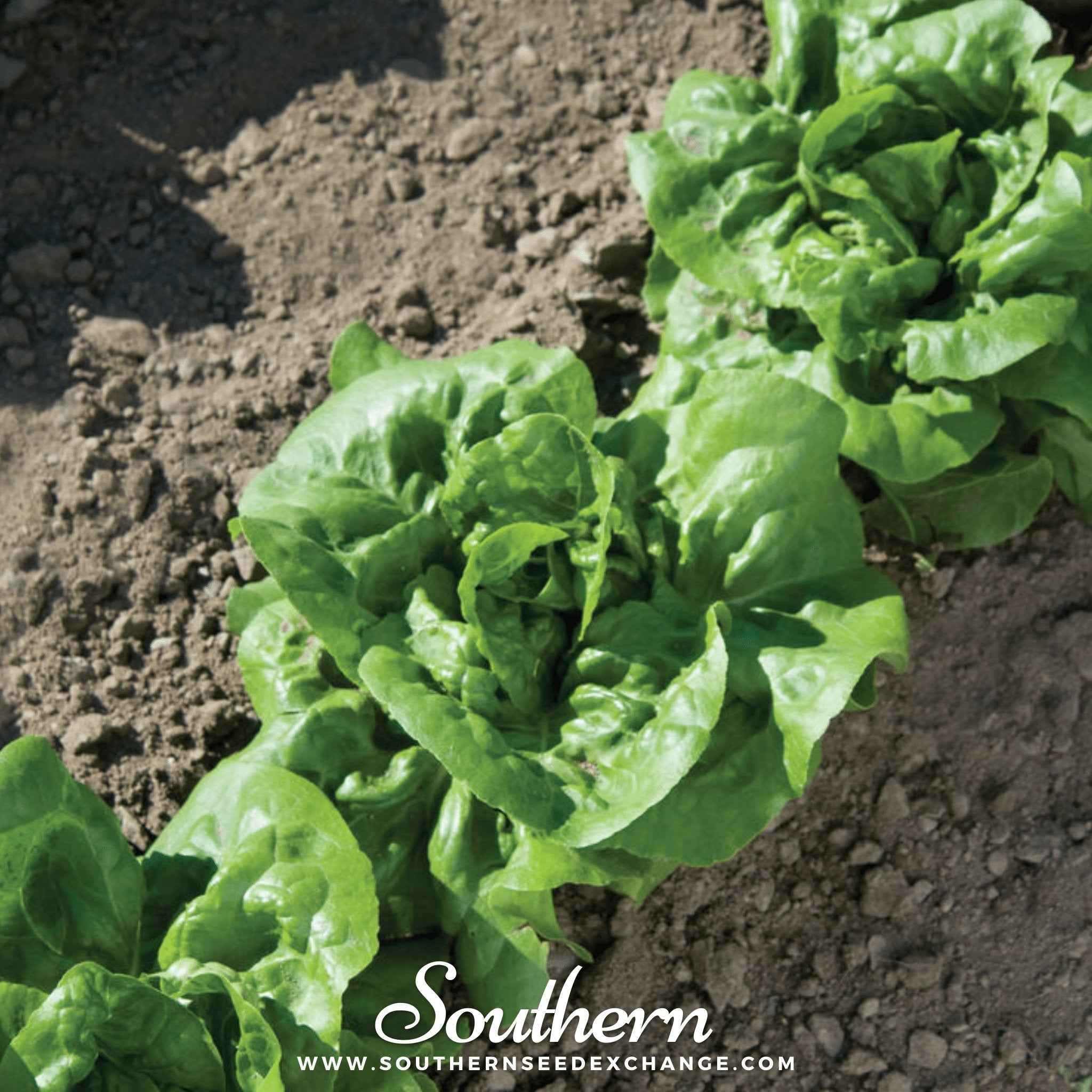 Buttercrunch Lettuce – 500 Seeds Southern Seeds