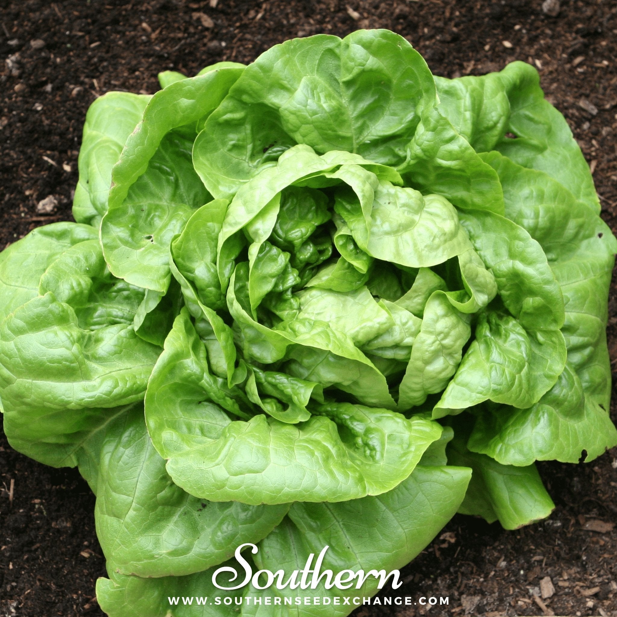 Buttercrunch Lettuce – 500 Seeds Southern Seeds