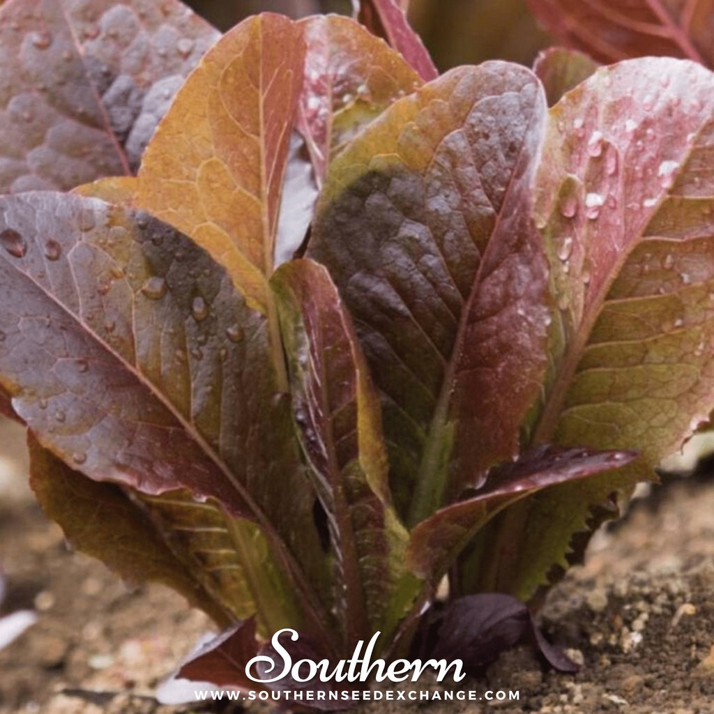 Cimmaron Romaine Lettuce – 200 Seeds Southern Seeds