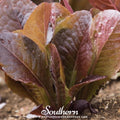 Cimmaron Romaine Lettuce – 200 Seeds Southern Seeds