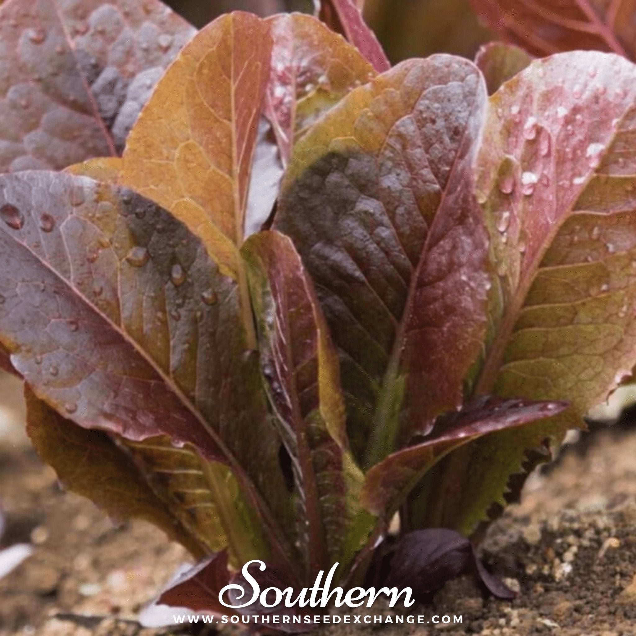 Cimmaron Romaine Lettuce – 200 Seeds Southern Seeds