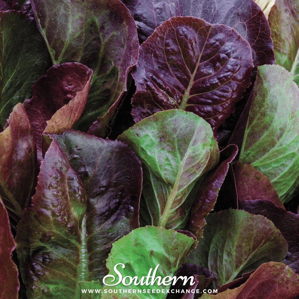 Cimmaron Romaine Lettuce – 200 Seeds Southern Seeds